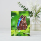 蝶絵画虫 ポストカード (スタンド正面)