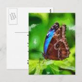 蝶絵画虫 ポストカード (正面/裏面)