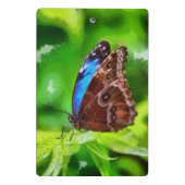 蝶絵画虫 ミニクリップボード (裏面)