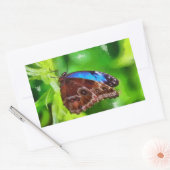 蝶絵画虫 長方形シール (封筒)