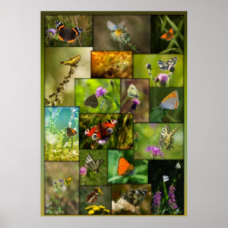 蝶美しい ポスター