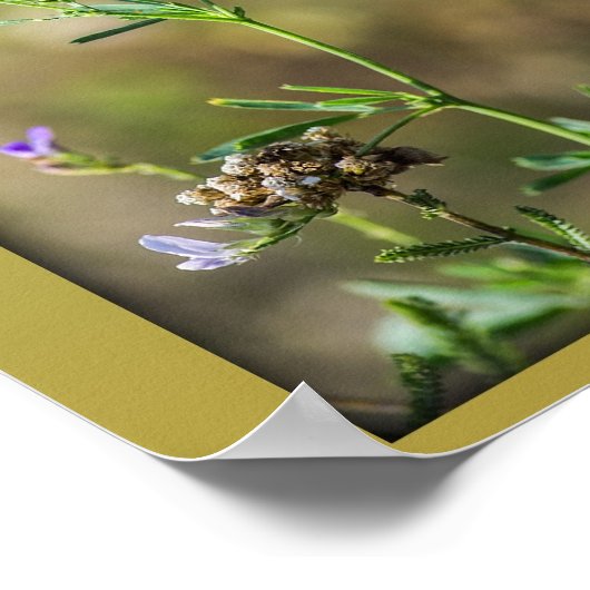 蝶美しい ポスター (角)