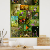 蝶美しい ポスター (キッチン)