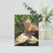 蝶自然 ポストカード (スタンド正面)