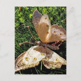 蝶自然 ポストカード