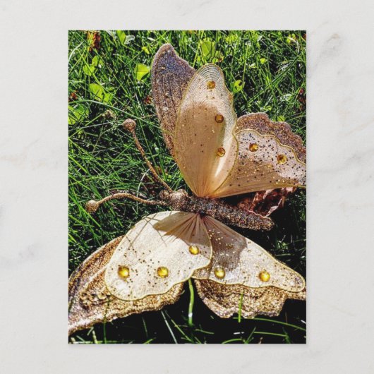 蝶自然 ポストカード (正面)