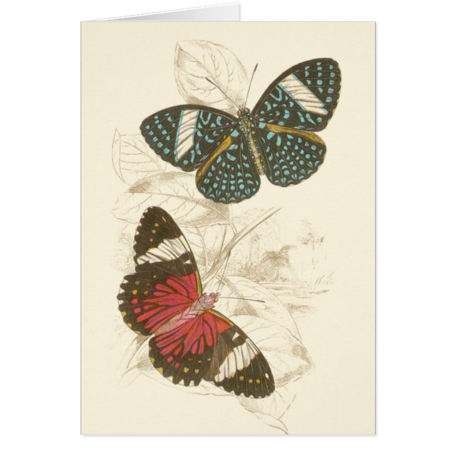 蝶葉付きセピカラフルア (正面)