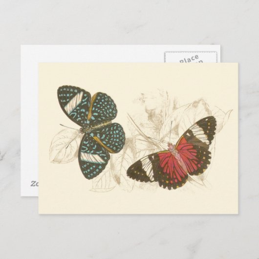 蝶葉付きセピカラフルア ポストカード (正面/裏面)