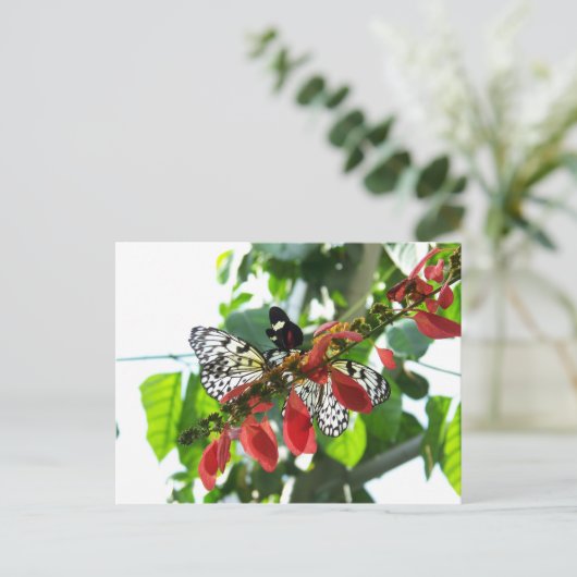 蝶葉書 ポストカード (スタンド正面)