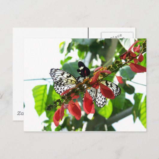 蝶葉書 ポストカード (正面/裏面)