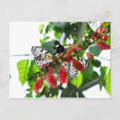 蝶葉書 ポストカード (正面)