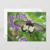 蝶郵便はがきの伝説 ポストカード (正面/裏面)