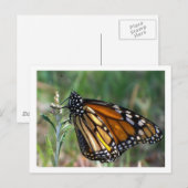 蝶郵便はがき ポストカード (正面/裏面)