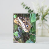 蝶郵便はがき ポストカード (スタンド正面)