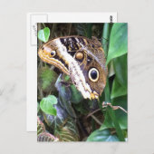 蝶郵便はがき ポストカード (正面/裏面)