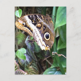 蝶郵便はがき ポストカード