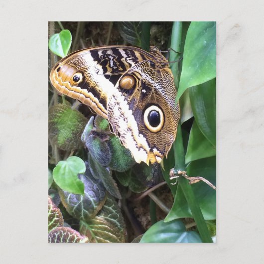 蝶郵便はがき ポストカード (正面)