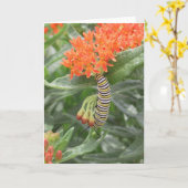 蝶雑草のCatterpillar (昆虫)オオカバマダラ、モナーク カード (黄色い花)