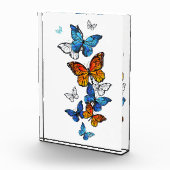 蝶飛んでいるモルフォと（昆虫）オオカバマダラ、モナーク フォトブロック (右)