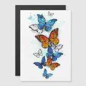 蝶飛んでいるモルフォと（昆虫）オオカバマダラ、モナーク マグネット招待状 (正面/裏面)