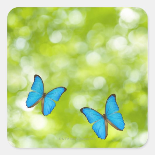 蝶飛んでいる類 スクエアシール (正面)