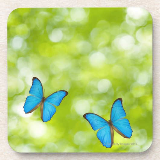 蝶飛行 コースター (正面)