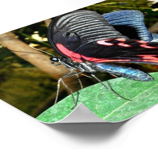 蝶1 ポスター (角)