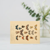 蝶2ヴィンテージスケッチはがき ポストカード (スタンド正面)