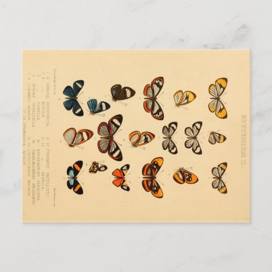蝶2ヴィンテージスケッチはがき ポストカード (正面)