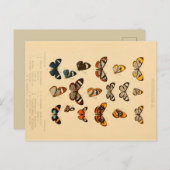 蝶2 ヴィンテージ・ドローイング・ポストカード ポストカード (正面/裏面)