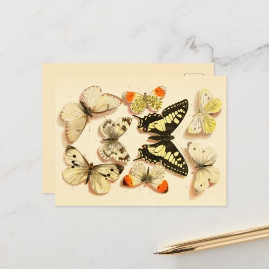 蝶3ヴィンテージスケッチはがき ポストカード (正面/裏面インサイチュ)