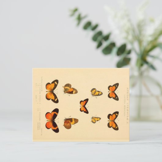 蝶3ヴィンテージスケッチはがき ポストカード (スタンド正面)