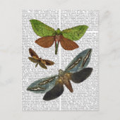 蝶4 ポストカード (正面)