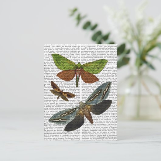 蝶4 ポストカード (スタンド正面)