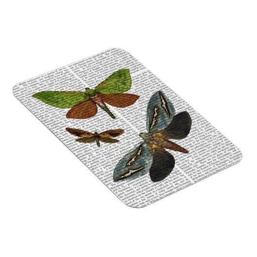 蝶4 マグネット (右側)