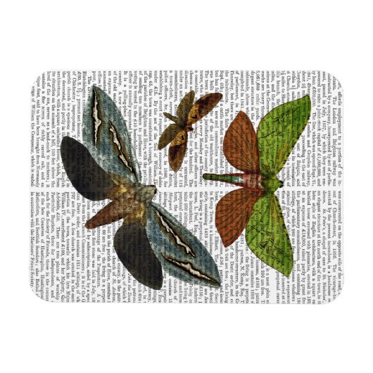 蝶4 マグネット (横)