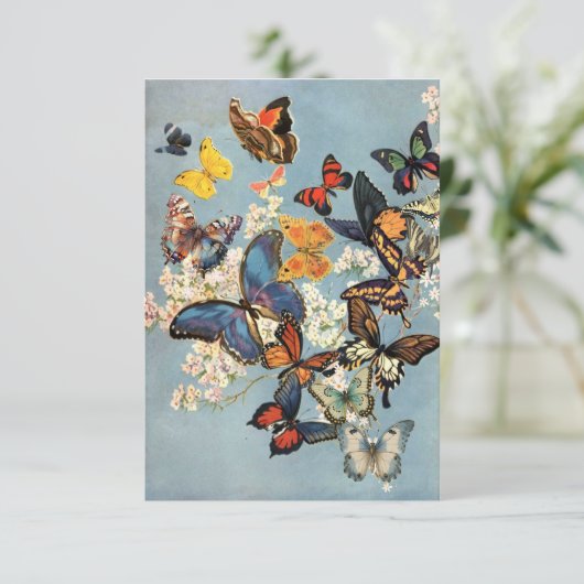 蝶 カード (スタンド正面)