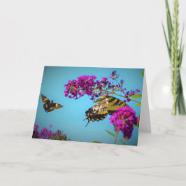 蝶、カード カード