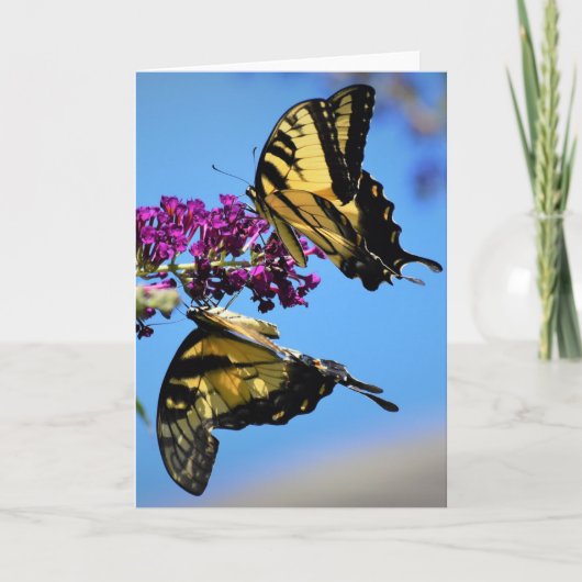 蝶、カード カード (正面)