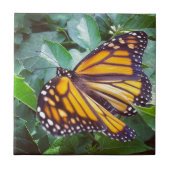 蝶 タイル (正面)