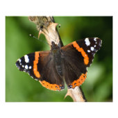 蝶 フォトプリント            (正面)