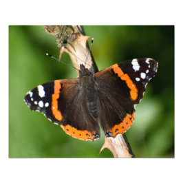 蝶 フォトプリント           