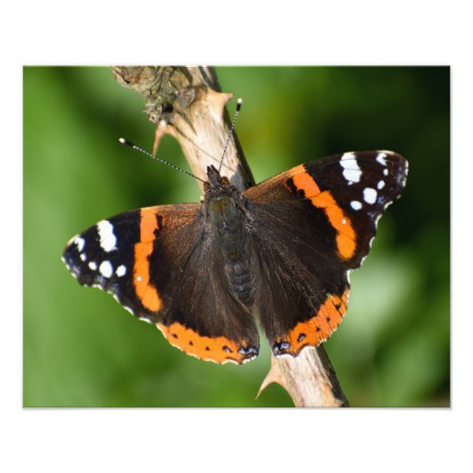 蝶 フォトプリント            (正面)