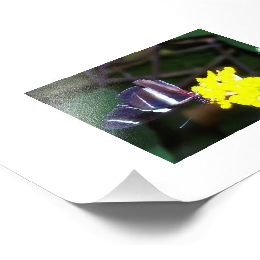 蝶 フォトプリント            (角)