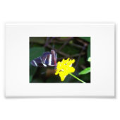 蝶 フォトプリント            (正面)