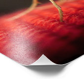 蝶 フォトプリント            (角)