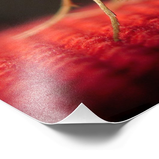 蝶 フォトプリント            (角)