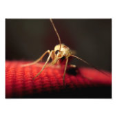 蝶 フォトプリント            (正面)