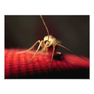 蝶 フォトプリント           