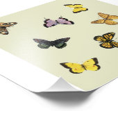 蝶 フォトプリント            (角)